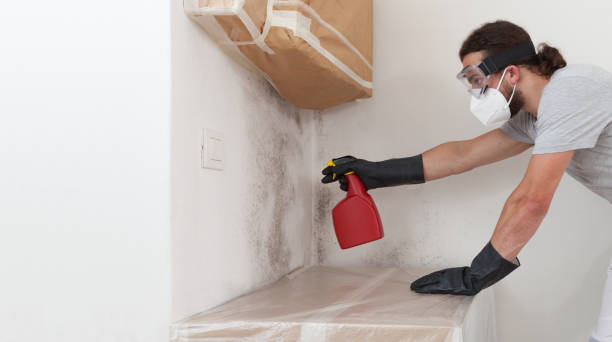 Professional Black Mold Removal technician working in Smithsburg, MD